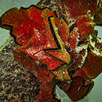 Lopha cristagalli